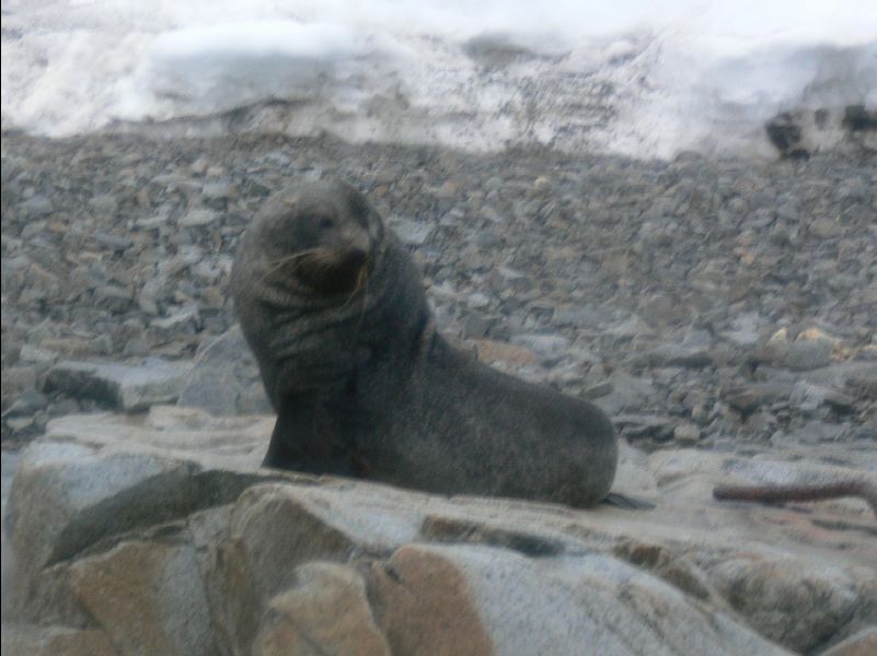Weddell_Seal04