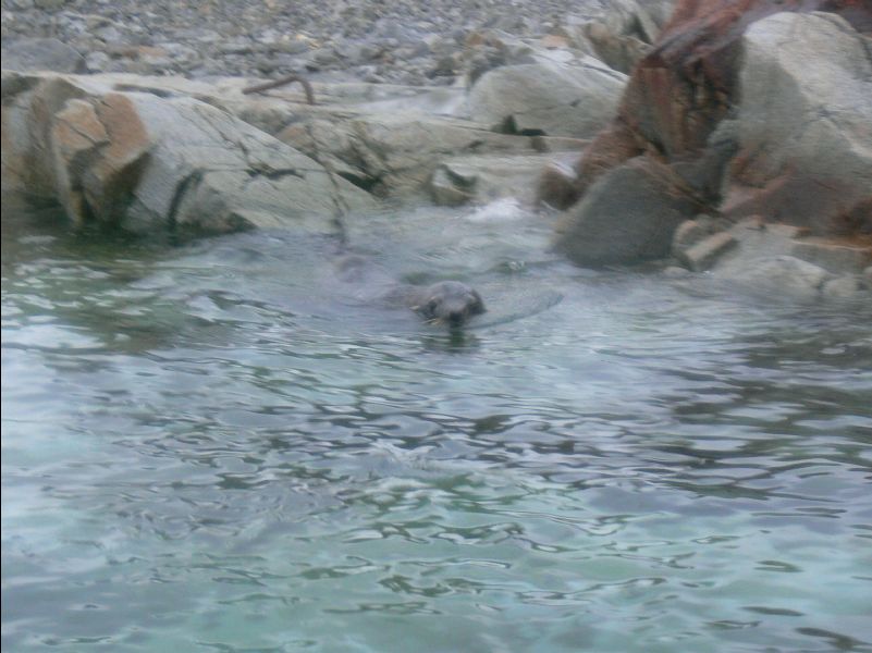 Weddell_Seal06