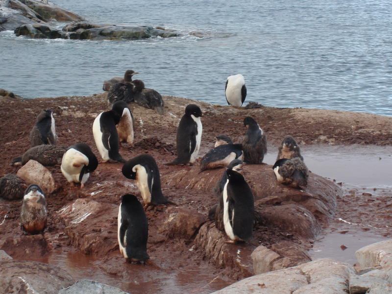 Adelie_Penguins001