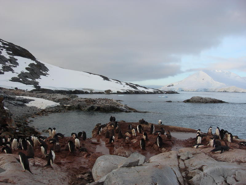 Adelie_Penguins002