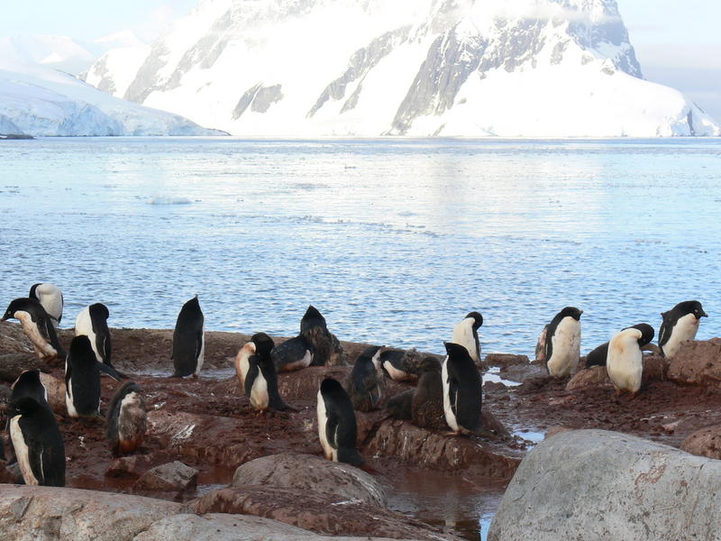 Adelie_Penguins006
