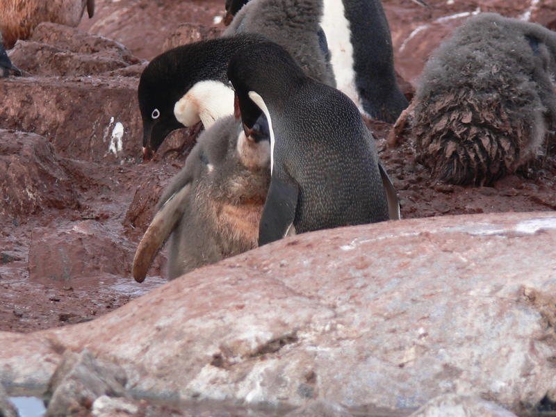 Adelie_Penguins008