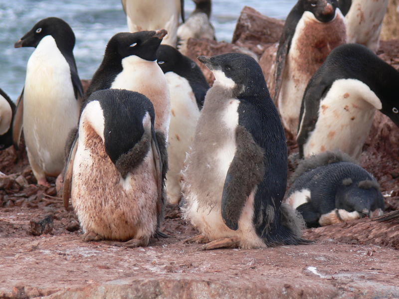 Adelie_Penguins009