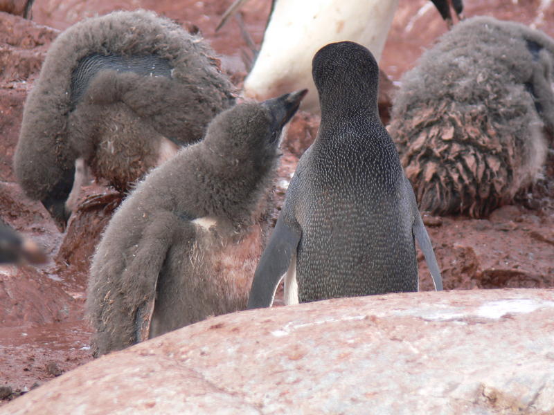 Adelie_Penguins010