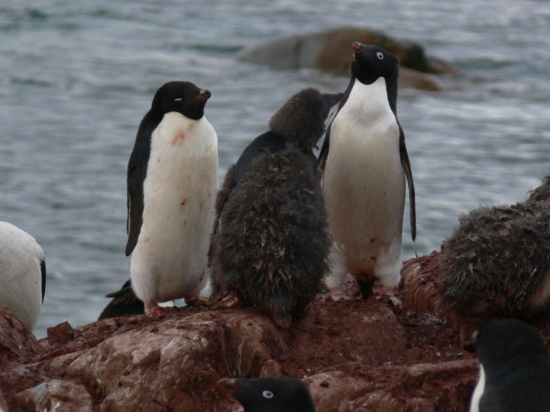 Adelie_Penguins018