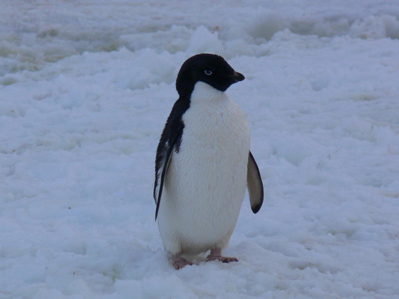 Adelie_Penguins019