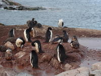 Adelie_Penguins001