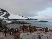 Adelie_Penguins002