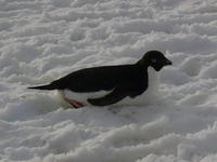 Adelie_Penguins003