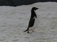 Adelie_Penguins004