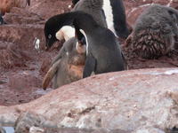 Adelie_Penguins008