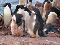 Adelie_Penguins009
