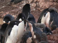 Adelie_Penguins012