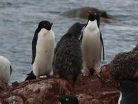Adelie_Penguins018