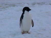 Adelie_Penguins019