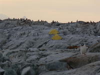 Petermann_Island018