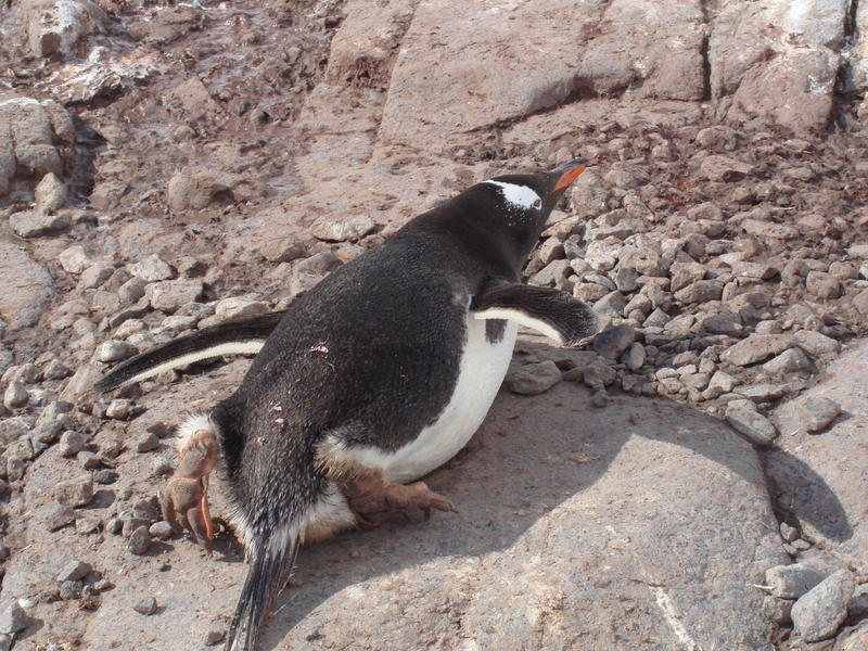 Port_Lockroy011