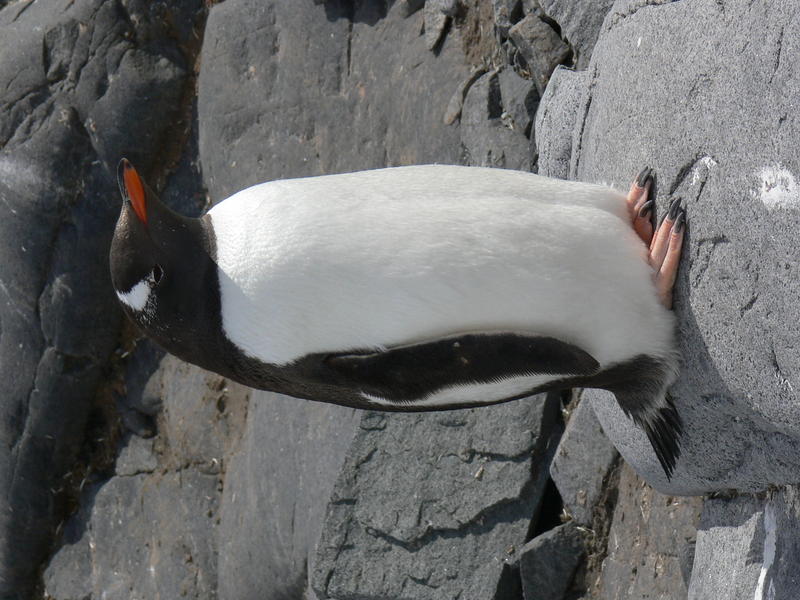 Port_Lockroy016