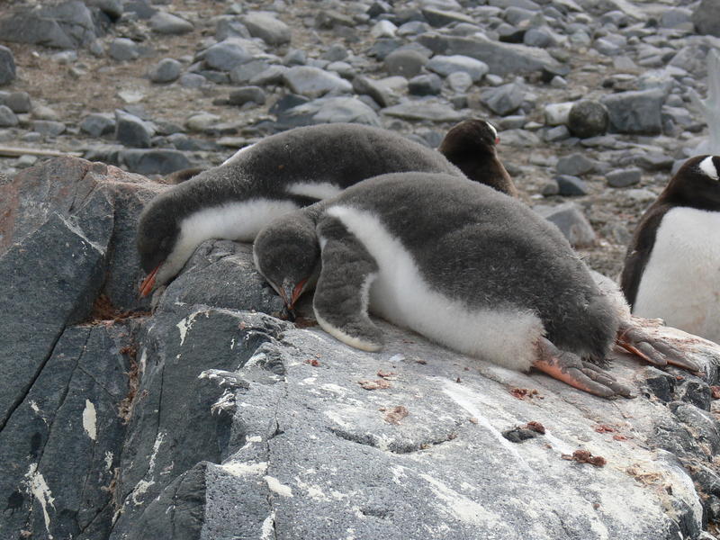 Port_Lockroy021