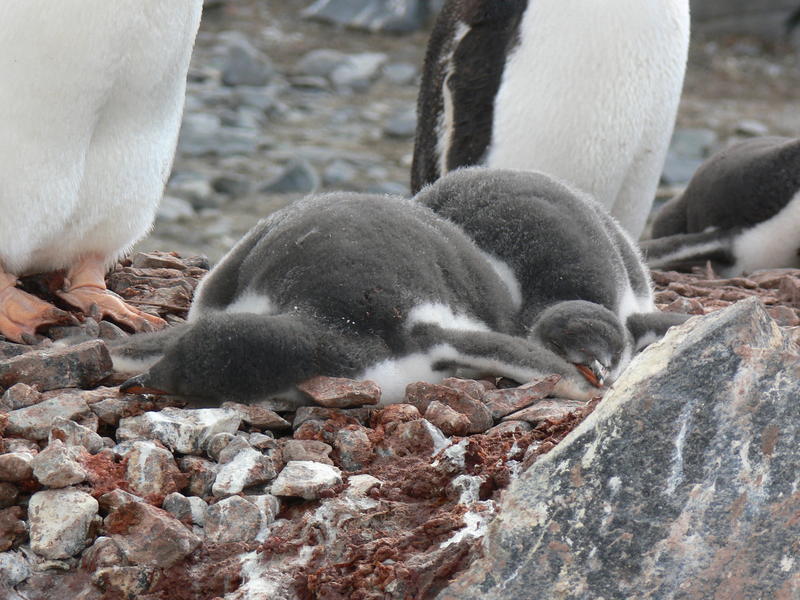 Port_Lockroy022