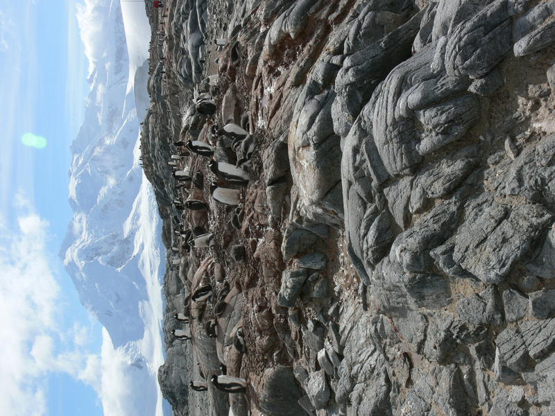 Port_Lockroy024
