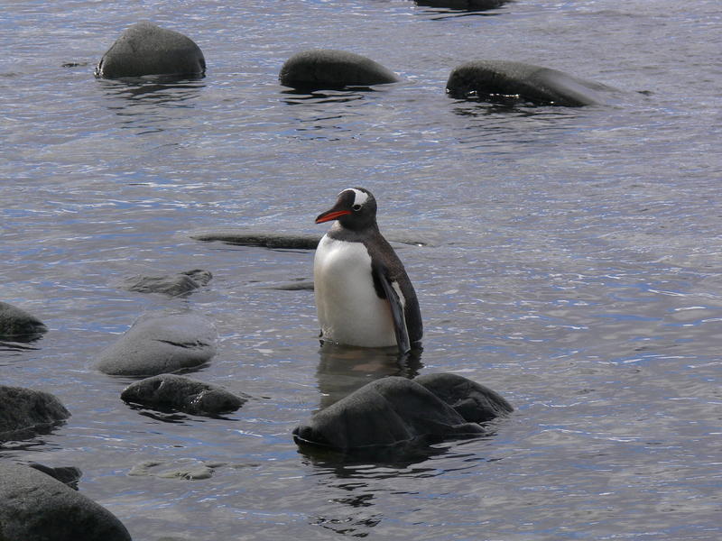 Port_Lockroy028