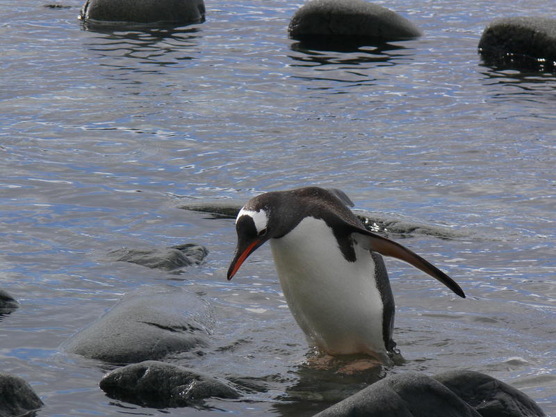 Port_Lockroy029