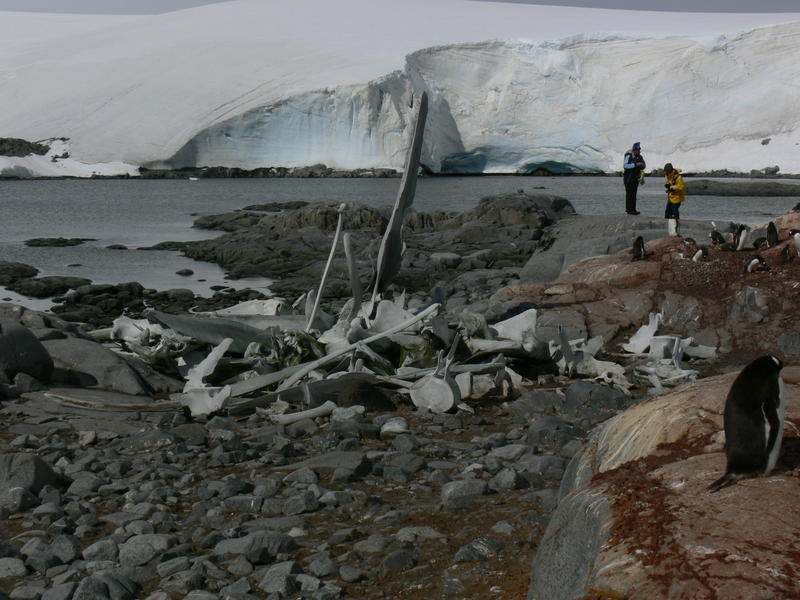 Whale_bones002