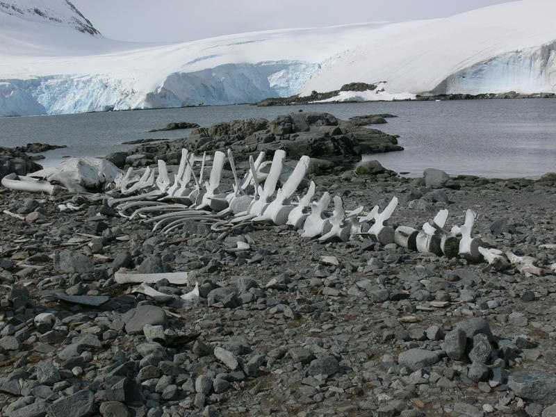 Whale_bones005