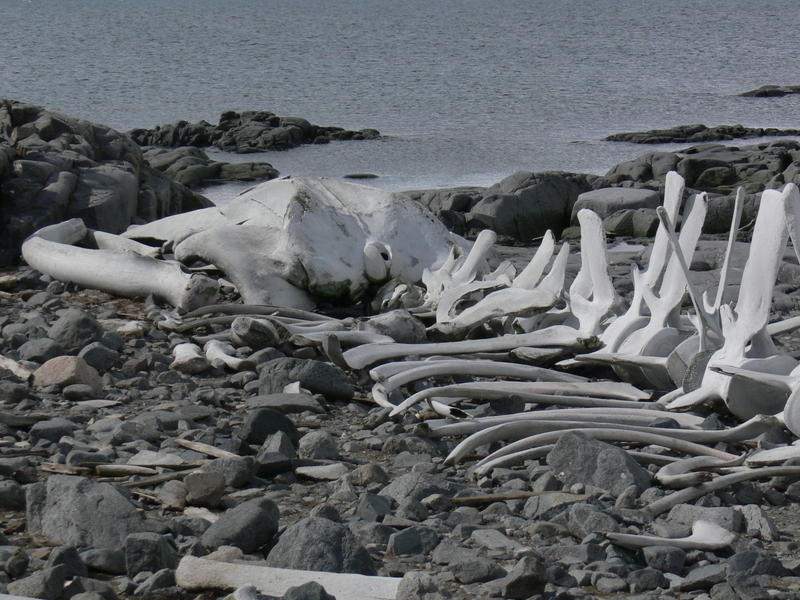 Whale_bones006