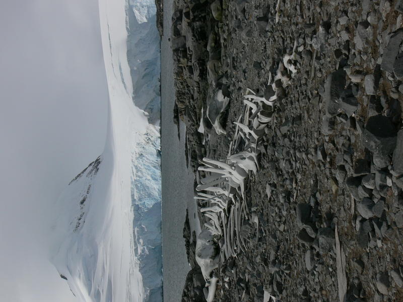 Whale_bones008