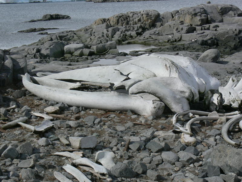 Whale_bones009