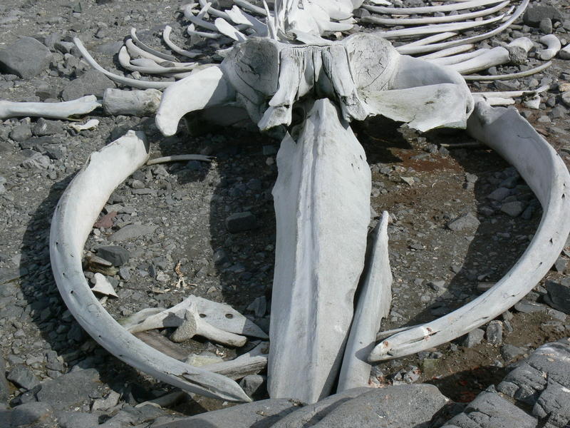 Whale_bones011