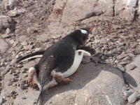 Port_Lockroy011