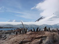 Port_Lockroy012