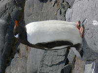 Port_Lockroy016