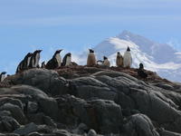 Port_Lockroy017
