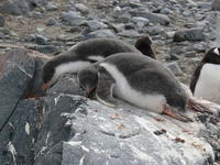Port_Lockroy021
