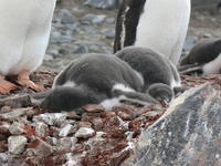 Port_Lockroy022
