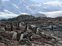 Port_Lockroy023