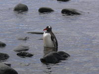 Port_Lockroy028