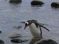 Port_Lockroy029
