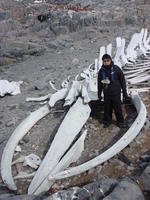 Whale_bones001