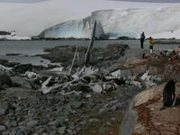 Whale_bones002