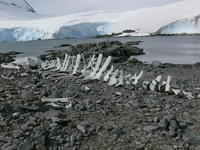 Whale_bones005