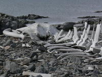 Whale_bones006