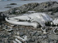 Whale_bones009