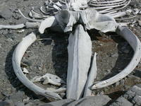 Whale_bones011