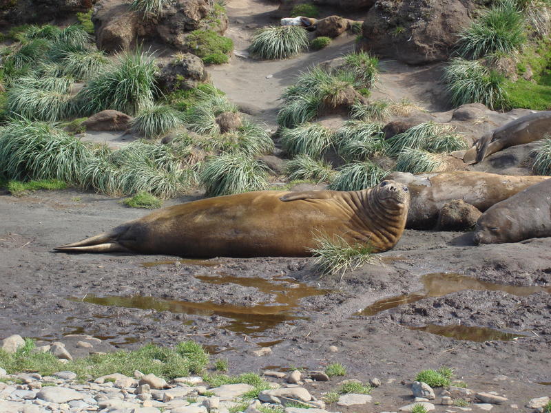 Elephant_Seals03
