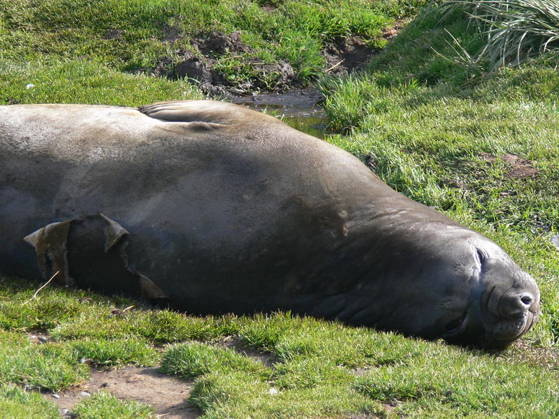 Elephant_Seals08